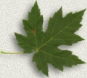 leaf-titlebar.jpg
